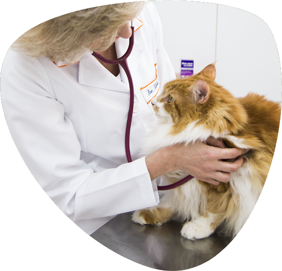 GI RAÇÕES BANHO & TOSA